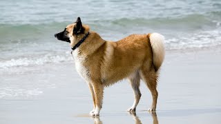 Exploring the Relationship Between Akitas and Water by Akita USA 21 views 2 days ago 3 minutes, 45 seconds