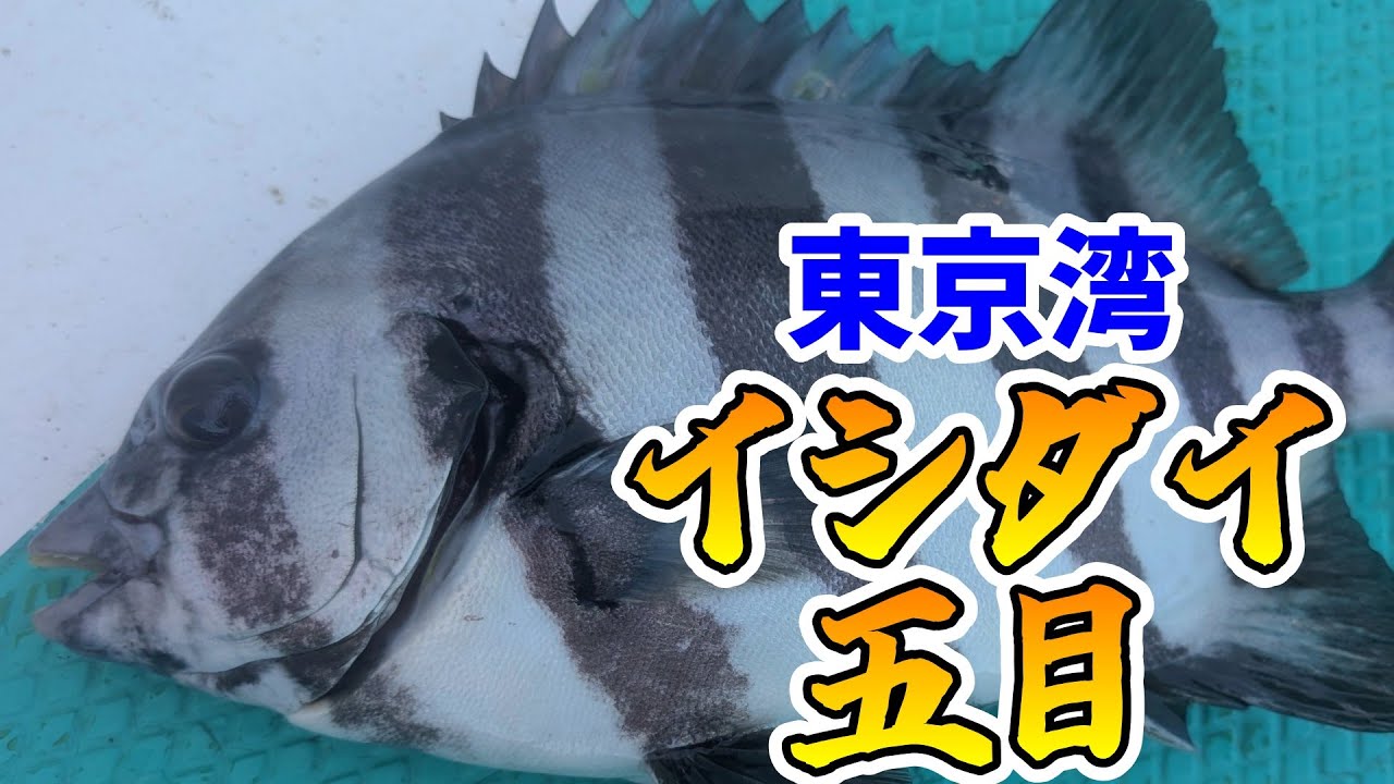 【東京湾】2026年初釣りは東京湾・久里浜沖でイシダイ五目！！【船釣り】