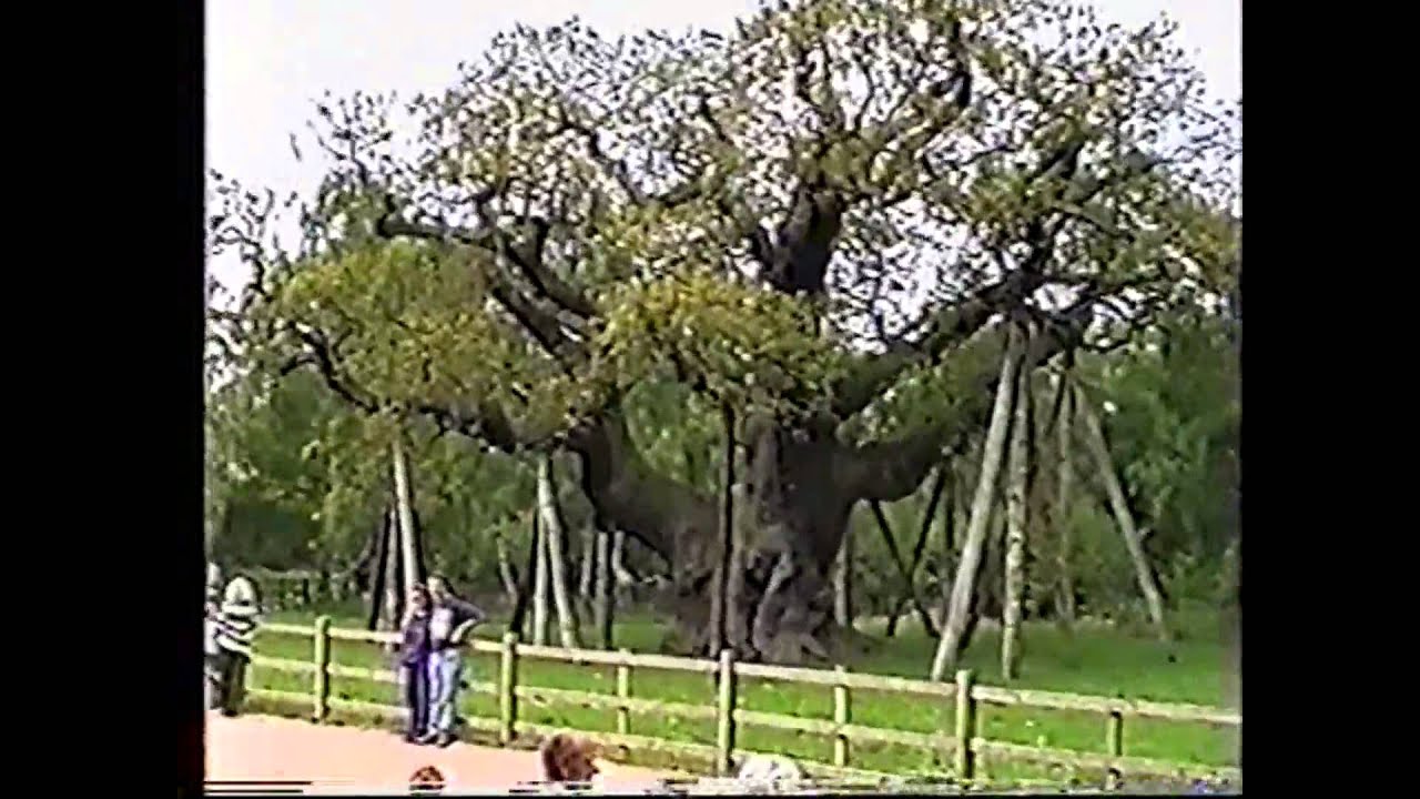 Sherwood Forest Visitors Centre - Robin Hood´s 1000 years old Major Oak