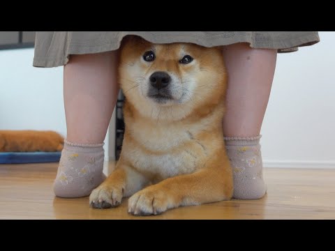 寂しさで感情が限界突破した柴犬がかわいい。