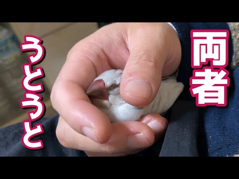 【寝落ち対決】風ちゃんごめーん　ずっと見ていられなくて２　Java sparrow