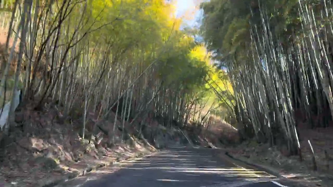 往年の名車が京都の竹林が走る！京都やましろヒルクライムFES 2026年10