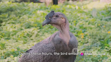 Ecuador's Bird of Paradise: The Andean Cock-of-the-rock