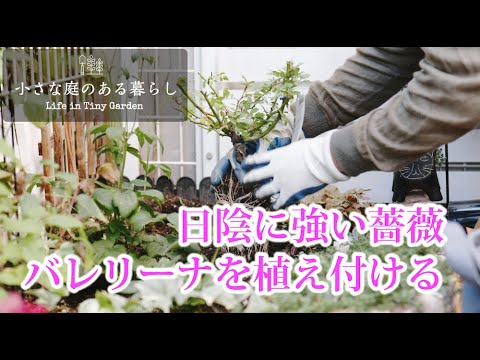 ガーデニング シェードガーデン に 日陰に強い薔薇バレリーナを植え付ける 小さな庭のある暮らし ４８ Youtube