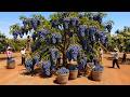 They Harvest 500 Tons of Desert Grapes Every Day — Inside the Giant Juice Factory