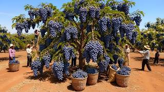 They Harvest 500 Tons of Desert Grapes Every Day — Inside the Giant Juice Factory
