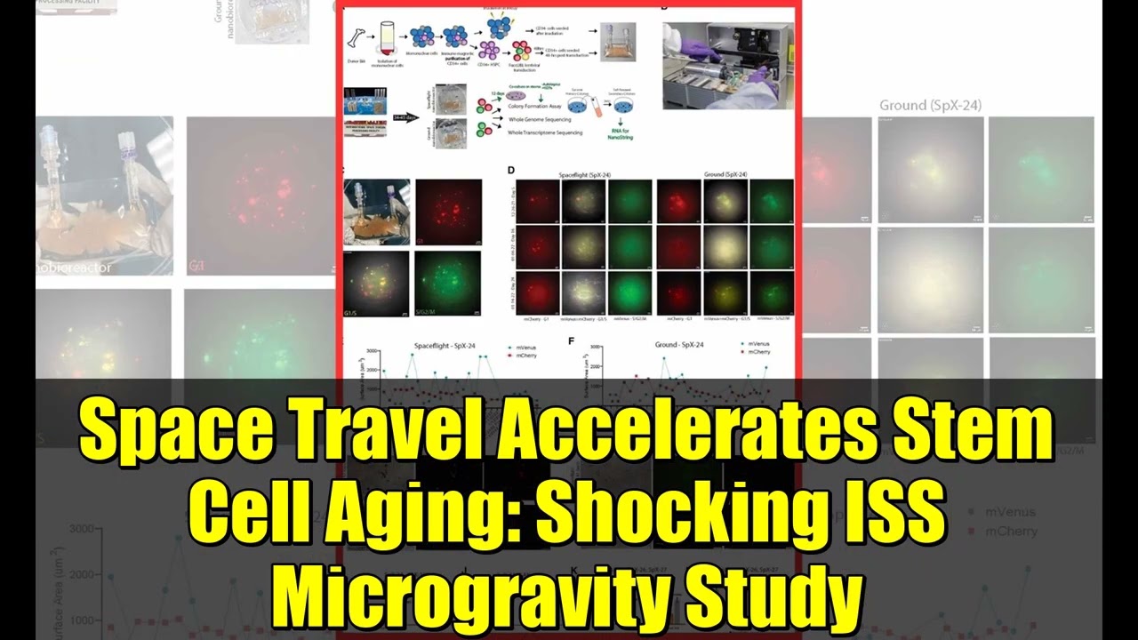 Космические путешествия ускоряют старение стволовых клеток: шокирующее исследование микрогравитац...