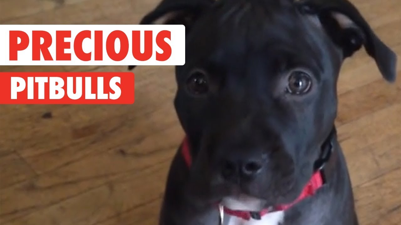Precious Pit Bulls Compilation