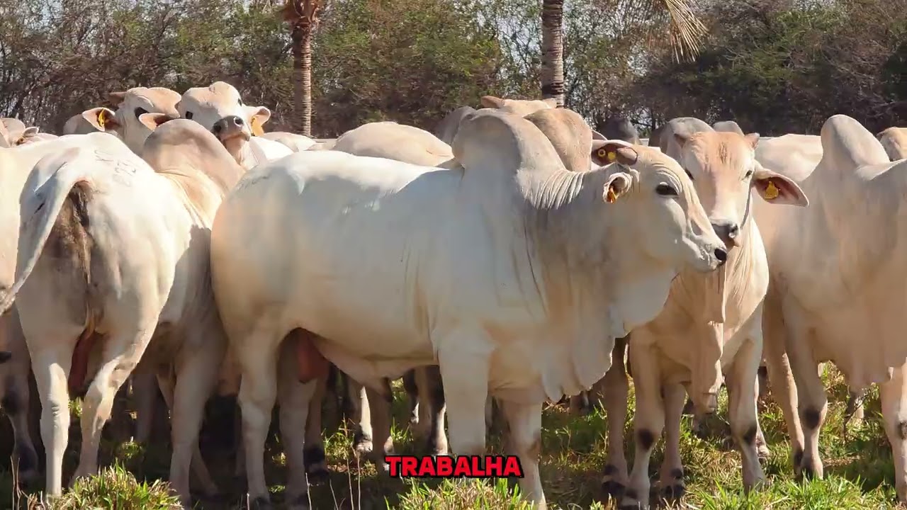 JACAREZINHO 2° ETAPA RIO NEGRO - MS