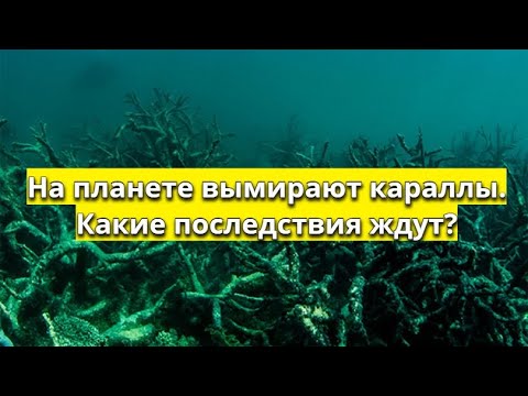 Австралия подвергается все большему риску цунами теряя коралловые рифы.