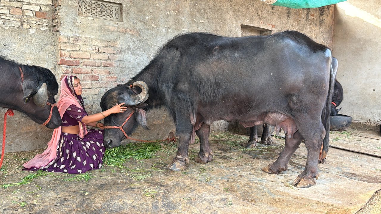 अपने फार्म पर जफराबादी ओरिजिनल भैंस की नस्ल कैसे तैयार करें