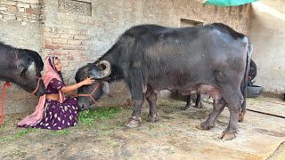 अपने फार्म पर जफराबादी ओरिजिनल भैंस की नस्ल कैसे तैयार करें