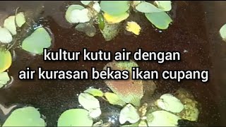 Kultur Kutu Air Dengan Menggunakan Air Bekas Kurasan Ikan Cupang