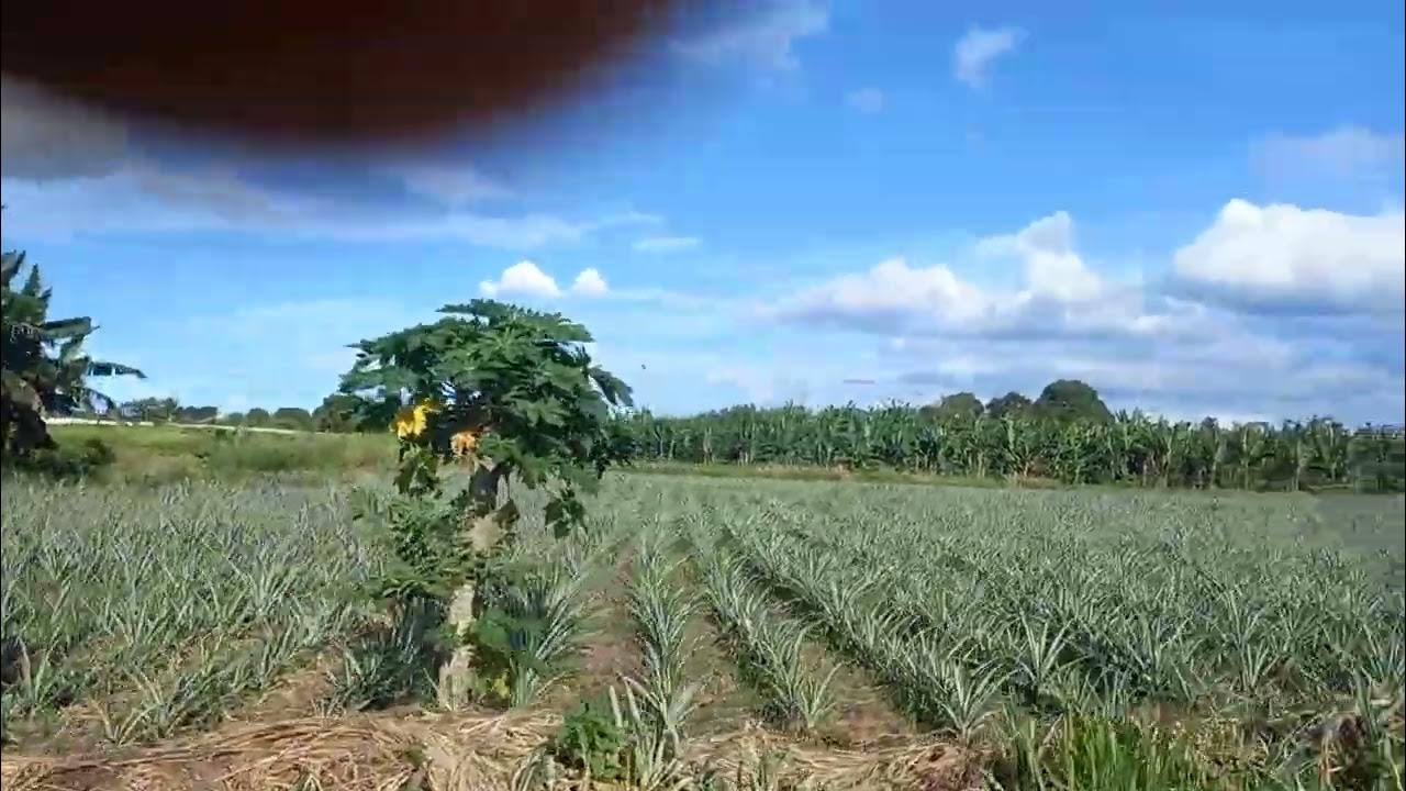 Pineapple Plantation here in Cavite Pineapple Plantation indz
