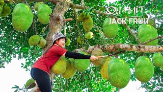 Harvesting Jackfruit to the market sell    Make crispy fried rolls! Lucia's daily life