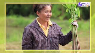 คนไทยหัวใจเกษตร 29 เมษายน 2563 B1