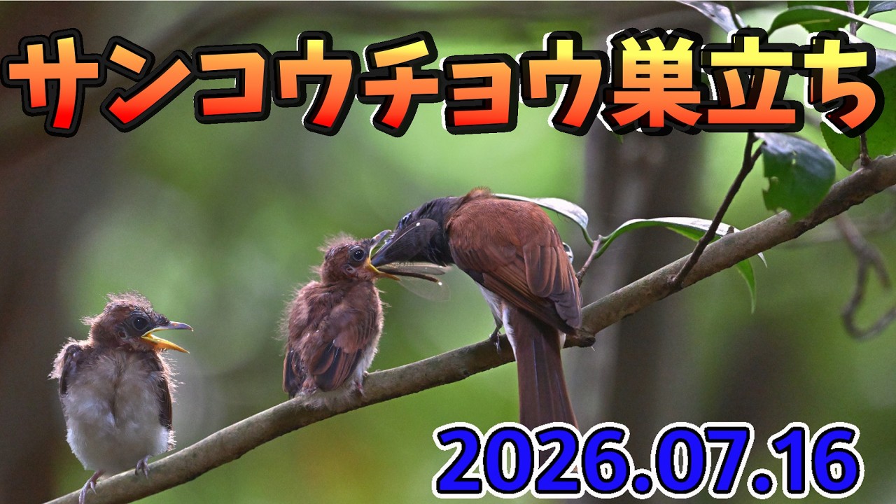 サンコウチョウ4羽巣立ち（20260716）4K 8分30秒 Japanese Paradise