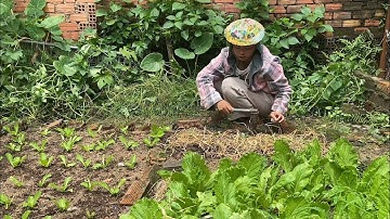 Tự Tay Dọn Lại Khu Vườn Trồng Bắp Cải - Cà Chua - Mồng Tơi 