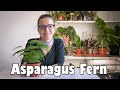 Asparagus Setaceus | Asparagus Fern Care and Propagation