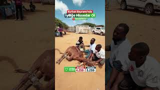 Her Yıl Olduğu Gibi Bu Yıl Da Iyiliğe Hissedar Olarak, Kurbanlarımızı Kardeşlerimizle Paylaşalım.