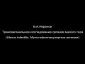 Трансвагинальное ультразвуковое исследование органов малого таза.