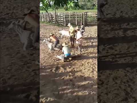Regresó con el verano - Cesar Orellana