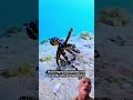 Looks Harmless… But It’s Extremely Venomous #animallife #octopus #youtubeshorts #fyp #shorts