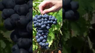 La plaga de fluvescencia dorada pone en jaque viñedos en la frontera entre Galicia y Portugal