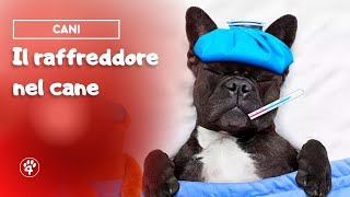 Il raffreddore nel cane 🌡| Amoreaquattrozampe.it