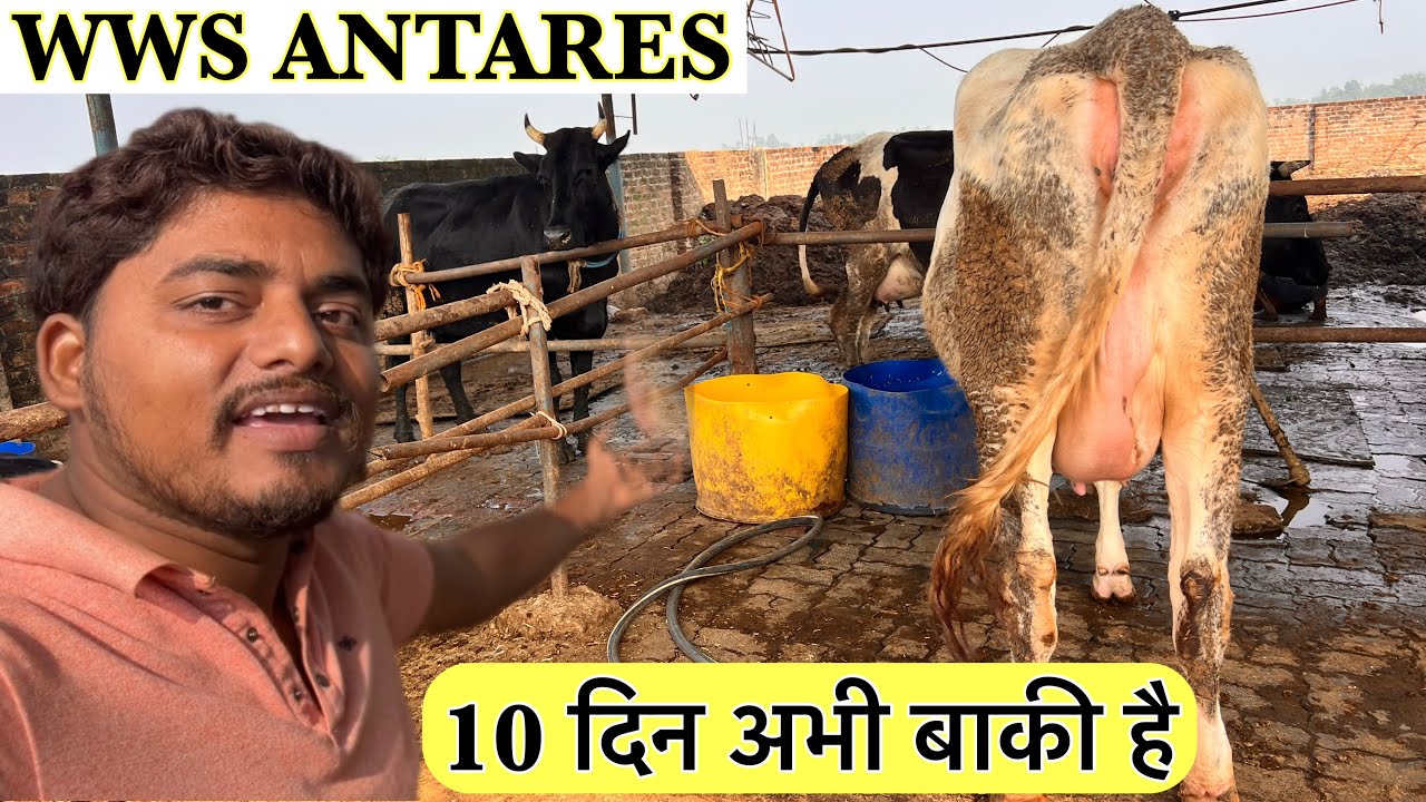 WWS ANTARES осталось 10 дней 