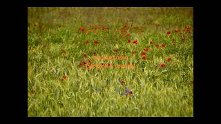 Sydney Rose  We Hug Now slowed  Reverb