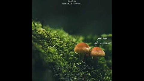 إدريس أبكر..سورة الفجر.. اللهم اغفر لنا ذنوبنا وادخلنا فسيح جناتك...🙌🏻🌸🌿