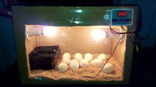 DIY Cardboard box egg incubator | DAY-08 | Rotating Eggs Manually | Birds Palace