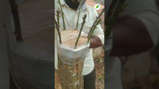 രണ്ട് മാവുകളിലായി എട്ടു വെറൈറ്റി ഗ്രാഫ്റ്റ് ചെയ്തപ്പോൾ | Bark Grafting Method