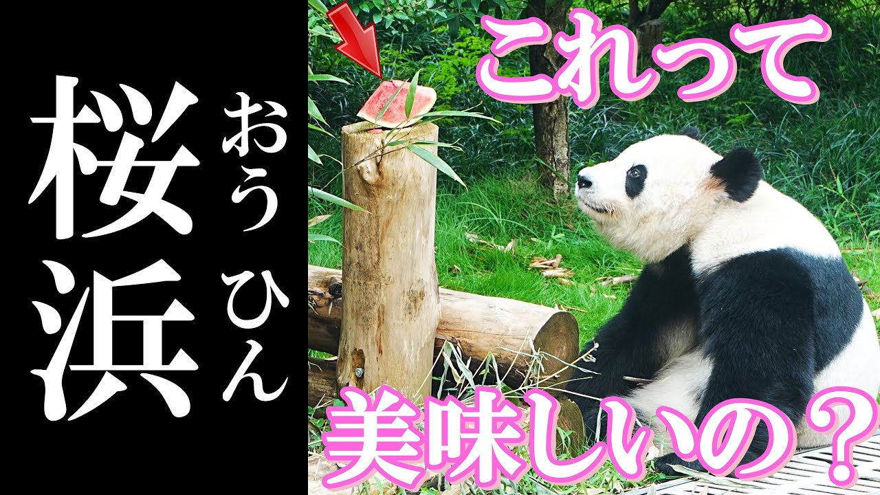 このスイカ🍉「食べる？or 食べない？」迷った末に桜浜がとった行動とは…