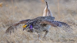 Famous Sharp-Tailed Grouse April 2021 Net Worth