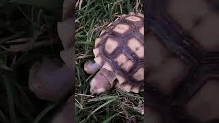 My Lovely Sulcata Tortoise From My Amazing Friend, Carshowmodel