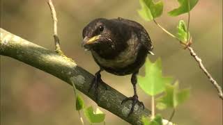 Певчие птицы 43 вида в одном видео и примеры их пения