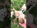 Puppies have fun! #puppies #maltipoo #trainingdog #doglife