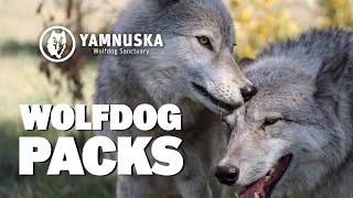 Do Wolfdogs Live in Packs?  Featuring the Wolfdogs at the Yamnuska Wolfdog Sanctuary!