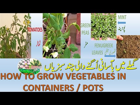 Gardening | Seeds | Growing Vegetables in Pots | باغبا نی | Growing Green With Jay