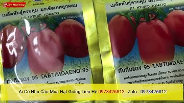 hạt giống cà chua bột f1 nhập khẩu thái lan nguyên bao bì , giao hàng toàn quốc ai cần liên hệ shop