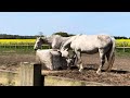 After A Very Cold April, Summer Has Arrived In Norfolk And The Horses Love It #horses #horse