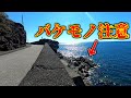 道沿いの地磯に潜む人生初の魚