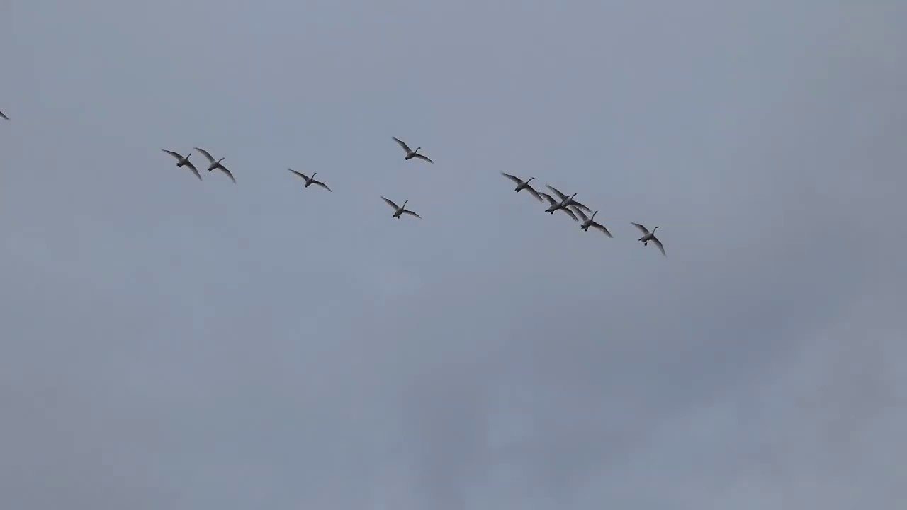 Alligator River National Wildlife Refuge November 19, 2018 YouTube