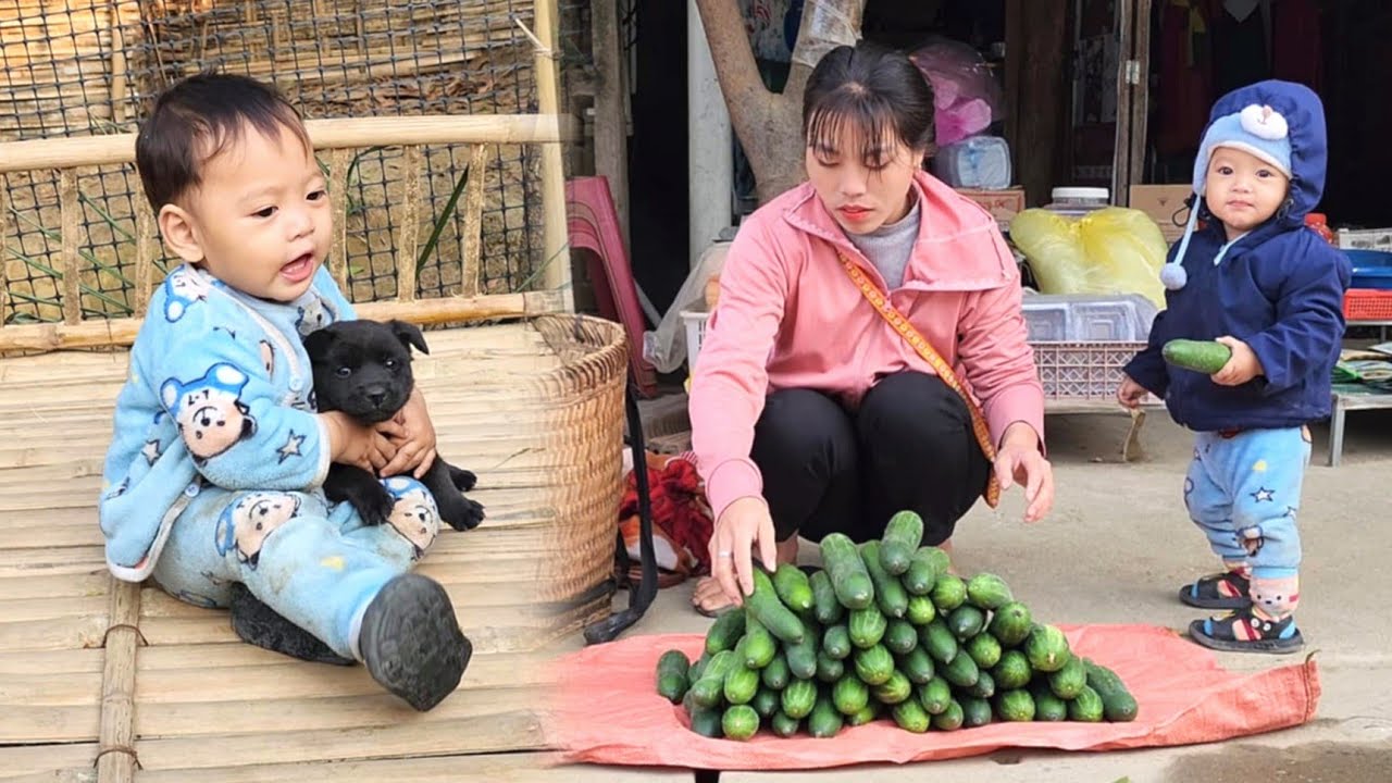 Single mother harvests cucumbers to sell at Ly Phuc Loc rural market ...