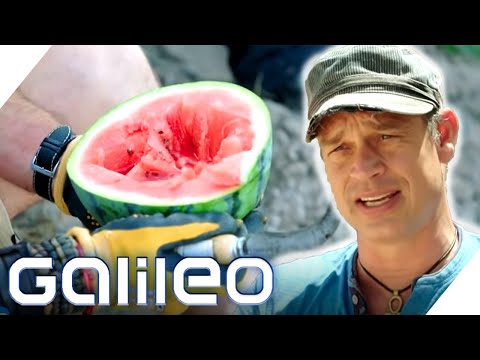 Video: War die Wassermelone eine Beere?