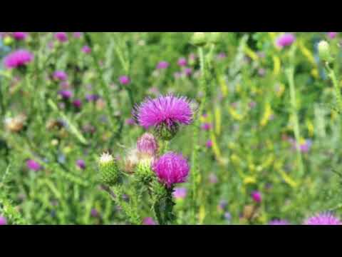 Video: Gjeth mahnitës i bimëve – Përzgjedhja e bimëve me gjethe të ftohta