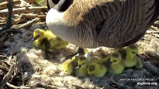 6th New Gosling🐣 Rests Under Mom Close-Up Cute Views of all 6!  Decorah Eagles Explore.org 4-14-24
