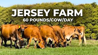 12,000 POUNDS OF MILK PER DAY WITH 213 JERSEY COWS PRODUCING - Kilgus Farmstead, USA 🇺🇸